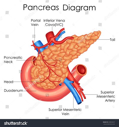 Pancreas Diagram Labeled