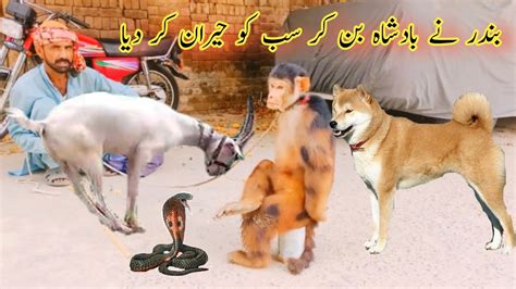 Bandar Ka Tamasha In Pakistan Bandar Ka Khel Naughty Monkey