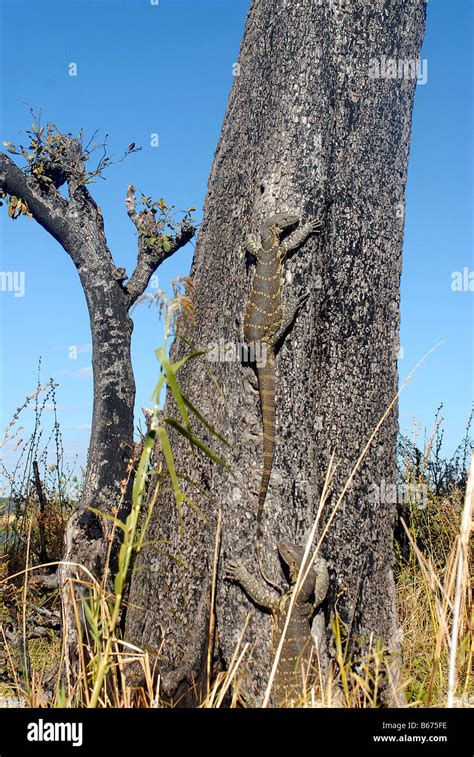 Monitor Lizards Climbing A Tree Chobé National Park Botswana Stock