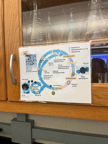 Lab Fungi Flashcards Quizlet