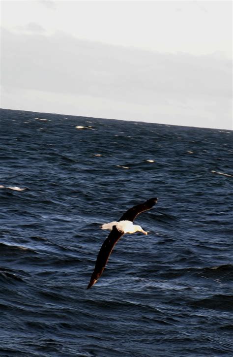 Albatros Real Diomedea Epomophora Golfo De San Jorge C Flickr