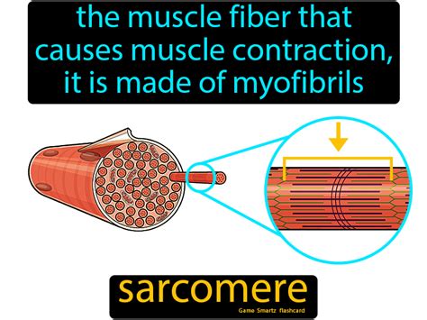 Sarcomere - Easy Science | Muscle contraction, Bones and muscles, Endocrine system