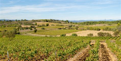 Domaine Viticole Vendre Dans Lh Rault Vignoble Dans Le Vinea