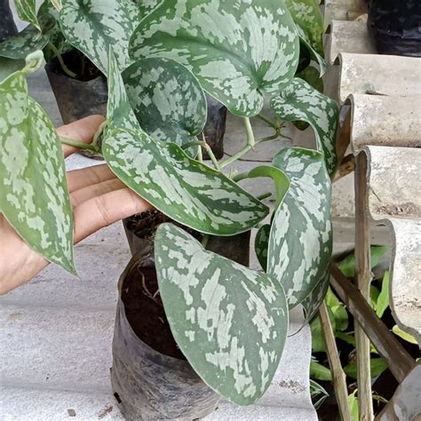 Jual Sirih Gading Silver Scindapsus Pictus 5 6daun Promo Murah Shopee