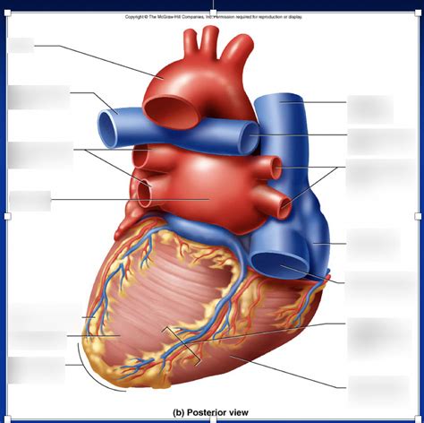 Lab Exam 1 Diagram Quizlet