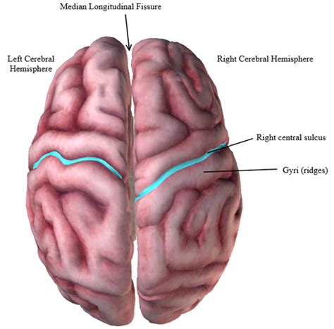 A P Lab EX 17 Brain Flashcards Quizlet