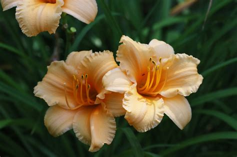 Plantfiles Pictures Daylily Apricot Sparkles Hemerocallis By