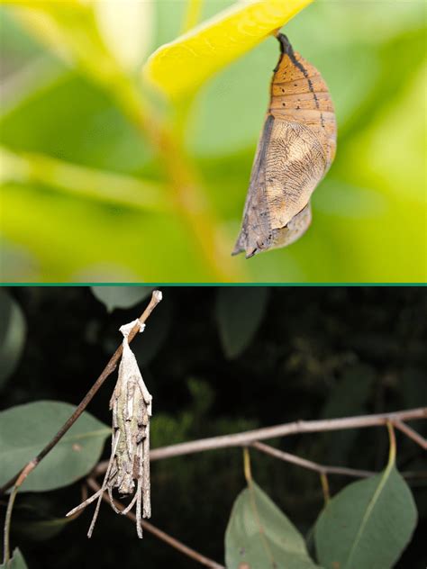 Chrysalis vs Cocoon - Are They the Same? | Wildlife Welcome