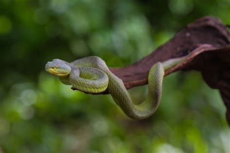 Premium Photo | Close up yellow lipped green pit viper snake