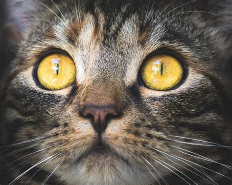 5 Cara Mencari Kucing Hilang Dengan Cepat Kumparan Cara Mencari