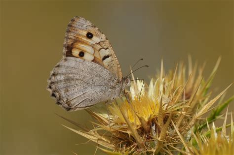 Chazara Briseis Butterflies Of Croatia