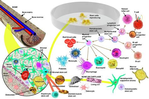 Hematopoietic Stem Cells By Science Photo Library