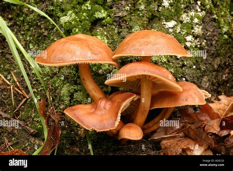 Collybia Fusipes Fotos Und Bildmaterial In Hoher Aufl Sung Alamy