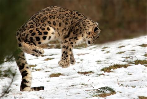 Wallpaper Terrestrial Animal Wildlife Snow Leopard Cheetah Fauna