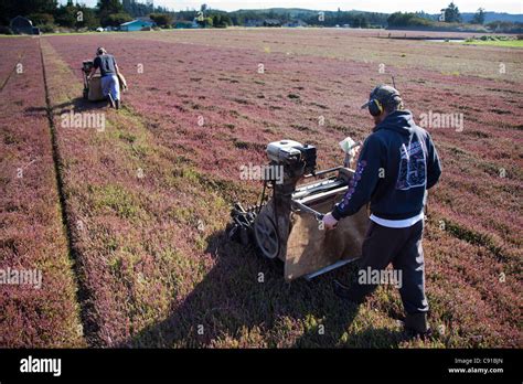 Men operating a cranberry harvesting machines Stock Photo - Alamy