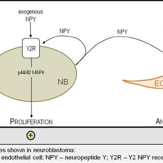 Potential Effects Of Cholinergic Stimulation On Neuroblastoma Growth