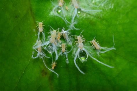 Psyllids: How to Spot, Treat and Control this Prolific Garden Pest