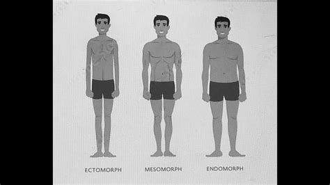 Body Types By Sheldon Endomorph Mesomorph Ectomorph Youtube