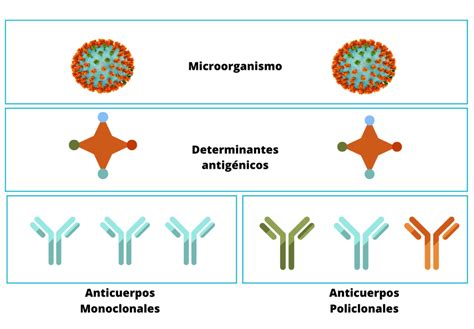 Anticuerpos A Medida Monoclonales O Policlonales Abyntek Biopharma