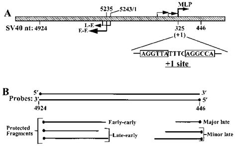 Bidirectional Promoter Region Of SV40 A Schematic Diagram Of The