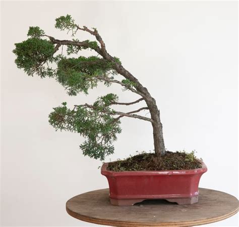 Cypress Bonsai Wind Swept Look Big Red Bonsai Pot Good Foliage Healthy