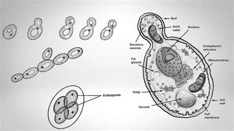 Saccharomyces Life Cycle Morphology Economic Importance Biology