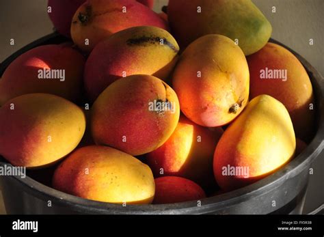 bucket full  mangos stock photo alamy