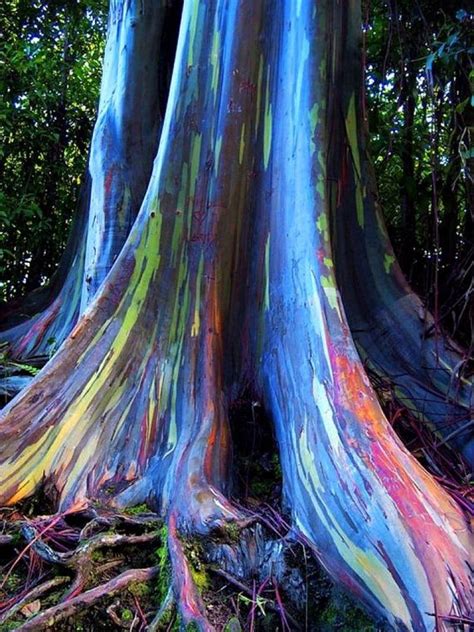 Rainbow Eucalyptus Deglupta 20 Seeds Multi Hued Bark Colorful Tropical Rare Seeds Rainbow