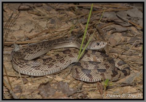 Florida Pine Snake Florida Backyard Snakes