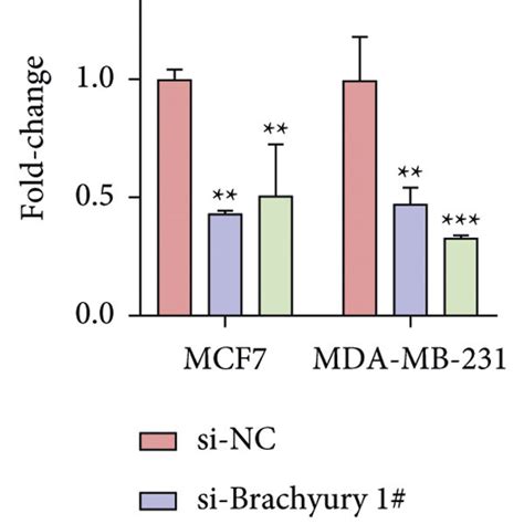 The Effect Of Brachyury On Breast Cancer Cells Proliferation And