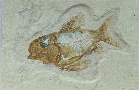 Cretaceous Fish Fossil Ctenothrissa