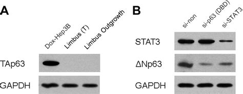 Stat Regulates Np Expression In Rabbit Limbal Epithelial Outgrowth