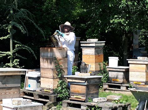 Bienenwabe Österreich für überwältigende Honigmomente Bildergalerie