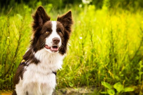 🔥 Download Border Collie On A Background Of Green Grass Wallpaper And