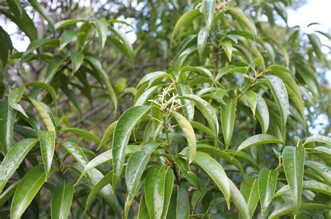 Lithocarpus Henryi Trees And Shrubs Online