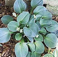 Hosta Blue Mouse Ears Mini