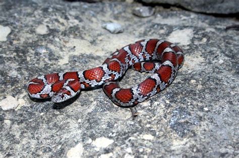 Iowa Snakes Wildlife Sanctuary Wildlife Nature Milk Snake Snake
