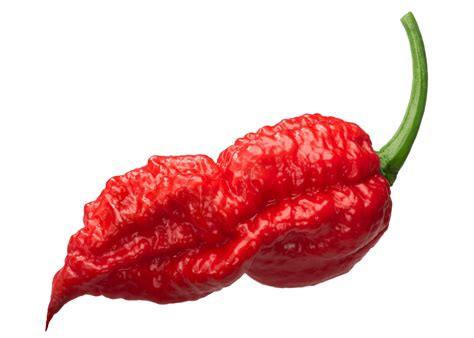 Top 10 Hottest Peppers List 2023 Ranked By Scoville Grow Hot Peppers