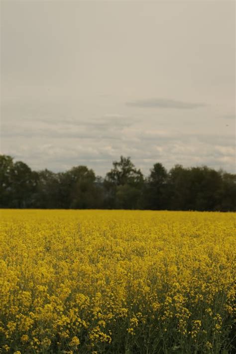 Landscape of a Canola Field · Free Stock Photo