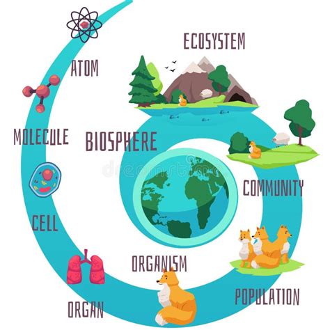 Biodiversity And Classification Of Biosphere Life Infographics Cartoon