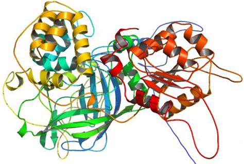 Catalase Structure