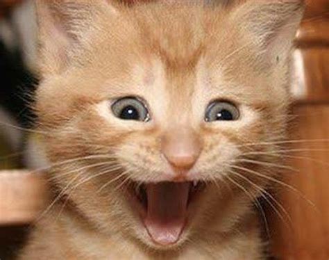 Excited Cat Memes Humor Cat Memes Funny Memes Funny Sayings