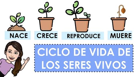 Ejemplos De Ciclo De Vida De Los Seres Vivos