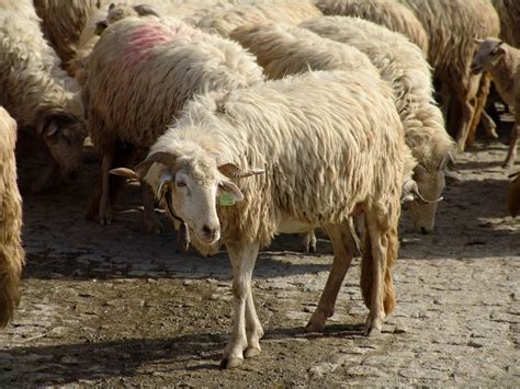 Churra da terra quente indiginous sheep | Portuguesas