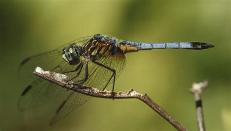 Female Dragonflies Fake Death To Avoid Unwanted Mating Environment News Zee News