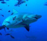 Bull Shark - Description, Habitat, Image, Diet, and Interesting Facts