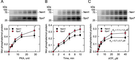 Protein Kinase A Phosphorylates The Nem1spo7 Protein Phosphatase