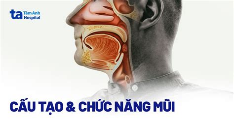 Âm Vật Là Gì Cấu Tạo Vị Trí Chức Năng Và Cách Chăm Sóc Bệnh Viện Đa Khoa Tâm Anh