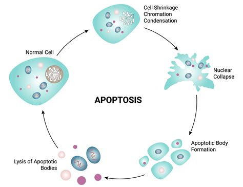 What Is Autophagy The Surprising Truth Behind Cellular Renewal