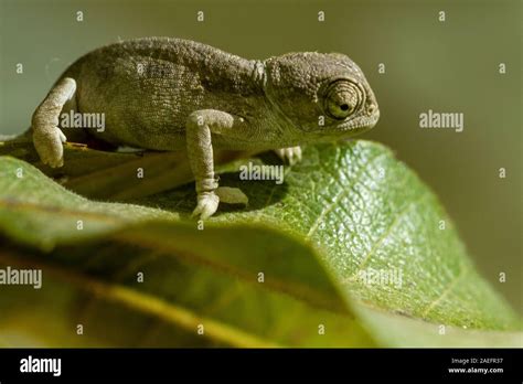 Mediterranean Chameleon Aka Common Chamaeleon Chamaeleo Chamaeleon